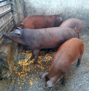 Duroc 100% ptr crăciun  - imagine 3