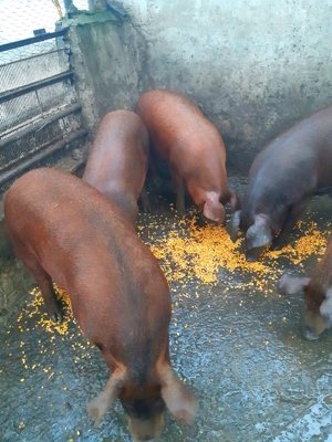 Duroc 100% ptr crăciun  - imagine 4