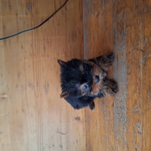 Yorkshire Terrier Toy de rasa pura cu vaccin și deparazitați și carnet se pot vedea și părinți. 