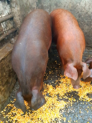 Duroc 100% ptr crăciun  - imagine 5