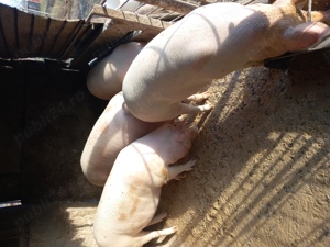 vand porci  - imagine 2