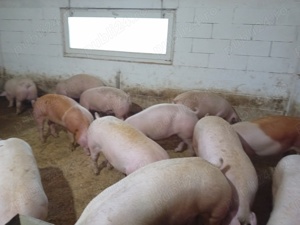Vand porci de carne  - imagine 3
