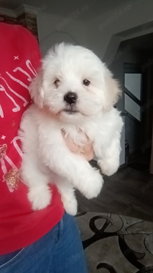 Pufosenii bichon maltez 