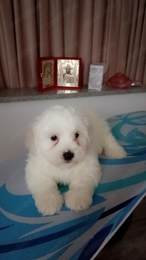 Bichon maltez băiat și fetita