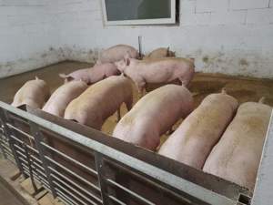 Vand porci purcei de carne 