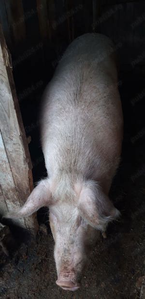 Vand porc 