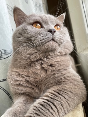 Motan British Shorthair pentru pisicuțe  - imagine 2