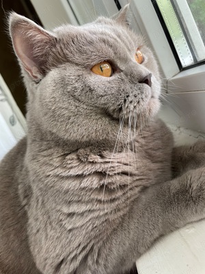 Motan British Shorthair pentru pisicuțe  - imagine 3