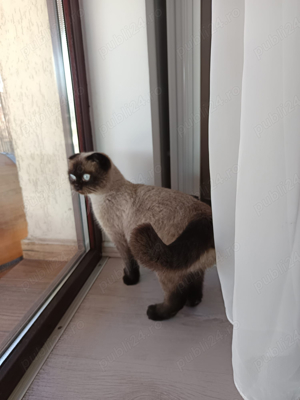 vand pisica scottish