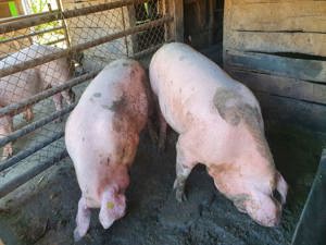 Porci de vanzare