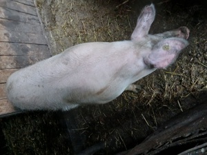 Porc de vanzare.