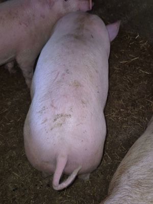 Vând porci 110-130 kg-Valea Chintaului - imagine 2