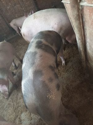 Vând porci 350 kg - imagine 2