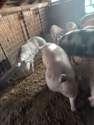 Vând porci 350 kg - imagine 3