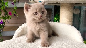 Scottish Fold și British Shorthair capucino  chocolate - imagine 4