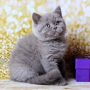 British Shorthair Blue. Cel mai frumos cadou pentru cei dragi!