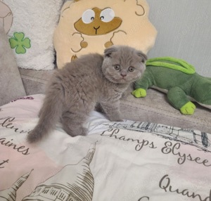 Pui pisică rasa Scottish Fold Cinnamon & British Shorthair Cinnamon   chocolate