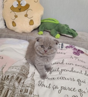 Scottish Fold și British Shorthair capucino  chocolate - imagine 2