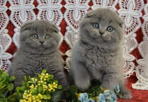 Scottish Fold și British Shorthair capucino  chocolate - imagine 5