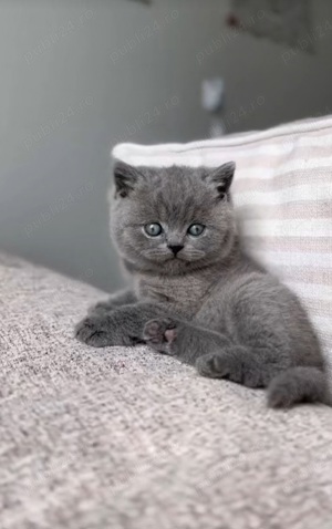 British shorthair Blue 