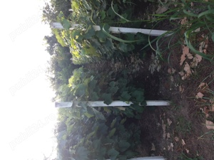 Capsunica de  vanzare 