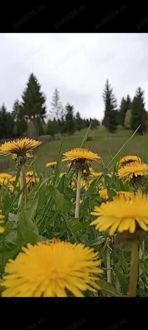 Vând Teren la munte cu pârâu și pădure - imagine 5