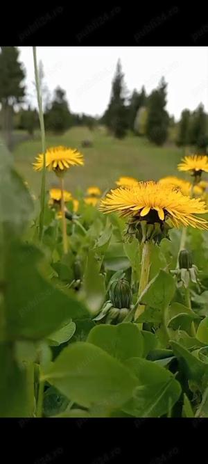 Vând Teren la munte cu pârâu și pădure - imagine 2