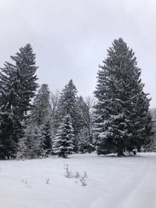 De vanzare teren extravilan Poiana Cristianului- Poiana Brasov - imagine 4