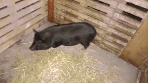 porci si purcei vietnamezi  - imagine 2