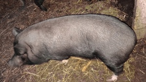 porci si purcei vietnamezi  - imagine 5