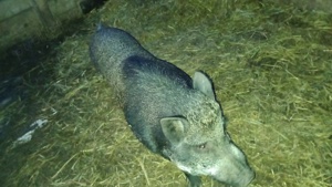 porci si purcei vietnamezi  - imagine 3