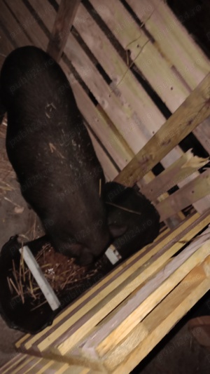 porci si purcei vietnamezi 