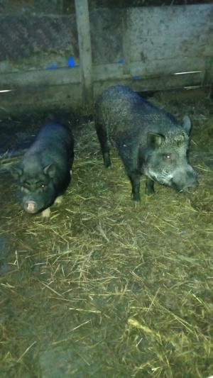 porci si purcei vietnamezi  - imagine 4