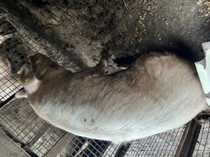 Vând porc rasa Landrax  - imagine 2