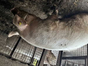 Vând porc rasa Landrax  - imagine 3