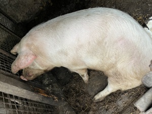 Vând porc rasa Landrax  - imagine 4