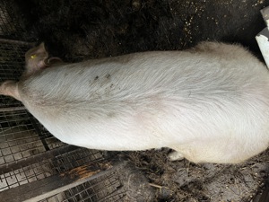 Vând porc rasa Landrax