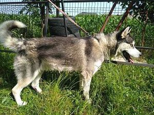 Husky Siberian disponibil servicii - imagine 2