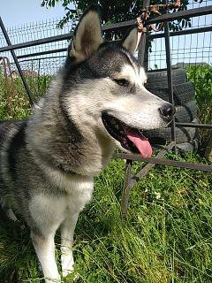 Husky Siberian disponibil servicii