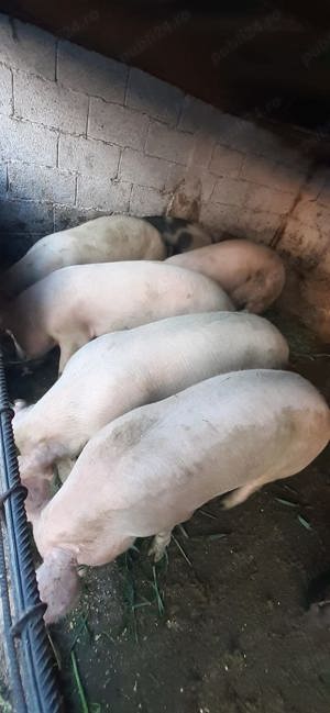 Vand porc intrw 140-160 kg - imagine 3