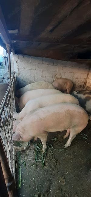 Vand porc intrw 140-160 kg