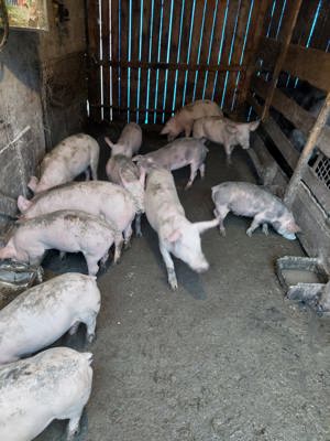 Purcei de vânzare Zau de Câmpie 