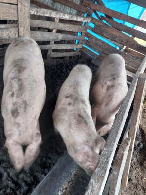 Porc de sacrificat  Scroafă de monta rasă pic Zau de Câmpie  - imagine 5