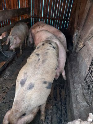 Porc de sacrificat  Scroafă de monta rasă pic Zau de Câmpie  - imagine 4