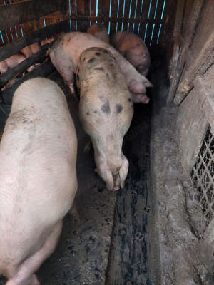 Porc de sacrificat  Scroafă de monta rasă pic Zau de Câmpie 