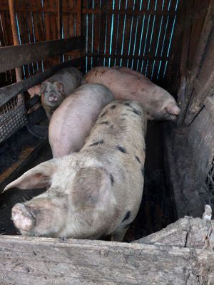 Porc de sacrificat  Scroafă de monta rasă pic Zau de Câmpie  - imagine 2
