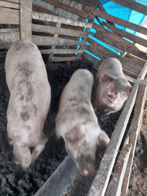 Porc de sacrificat  Scroafă de monta rasă pic Zau de Câmpie  - imagine 3