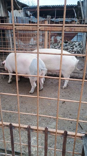 Vand porc  - imagine 5 Vand porc  - imagine 5