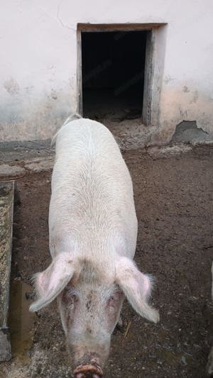 Vand porc  - imagine 4 Vand porc  - imagine 4