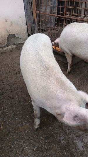 Vand porc  - imagine 2 Vand porc  - imagine 2